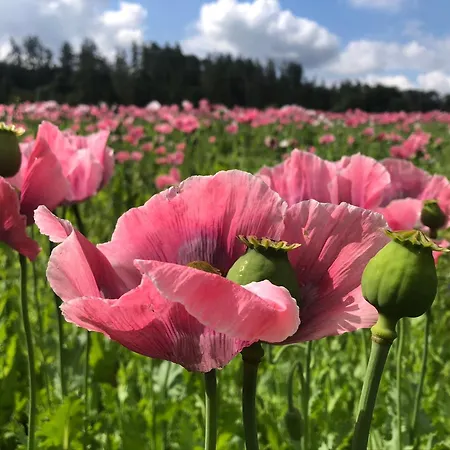 Apartment “mount Meissner” *