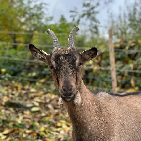 Apartment “mount Meissner” Germerode