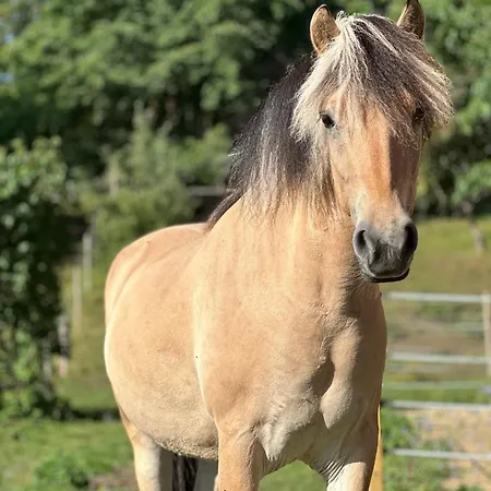 “mount Meissner” *