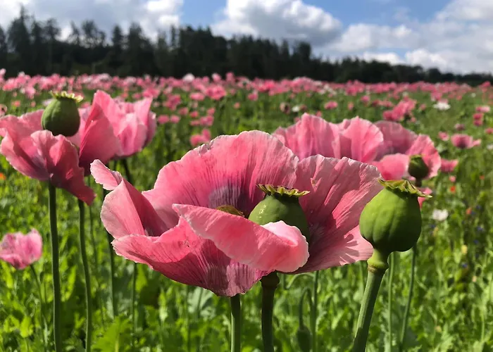 Apartment “mount Meissner” *